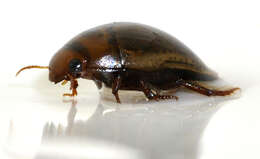 Image de Noterus clavicornis
