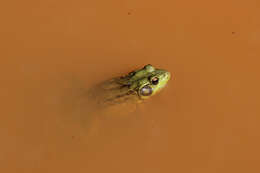 Image of Green Frog