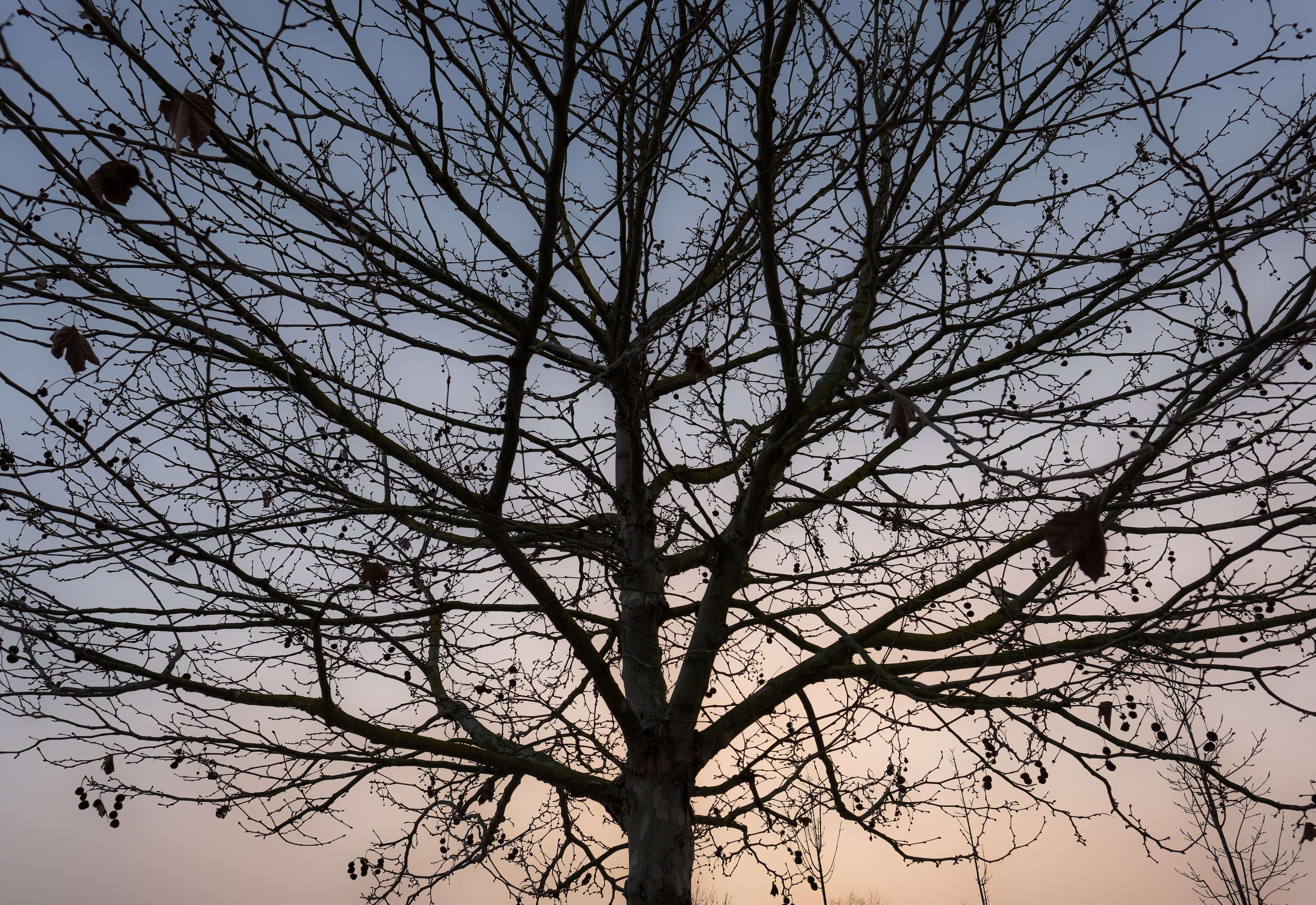 Image of American sycamore