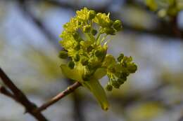 Image of Norway Maple