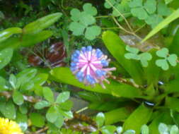 Image of Aechmea gamosepala Wittm.