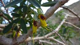 Image of Anagyris foetida L.