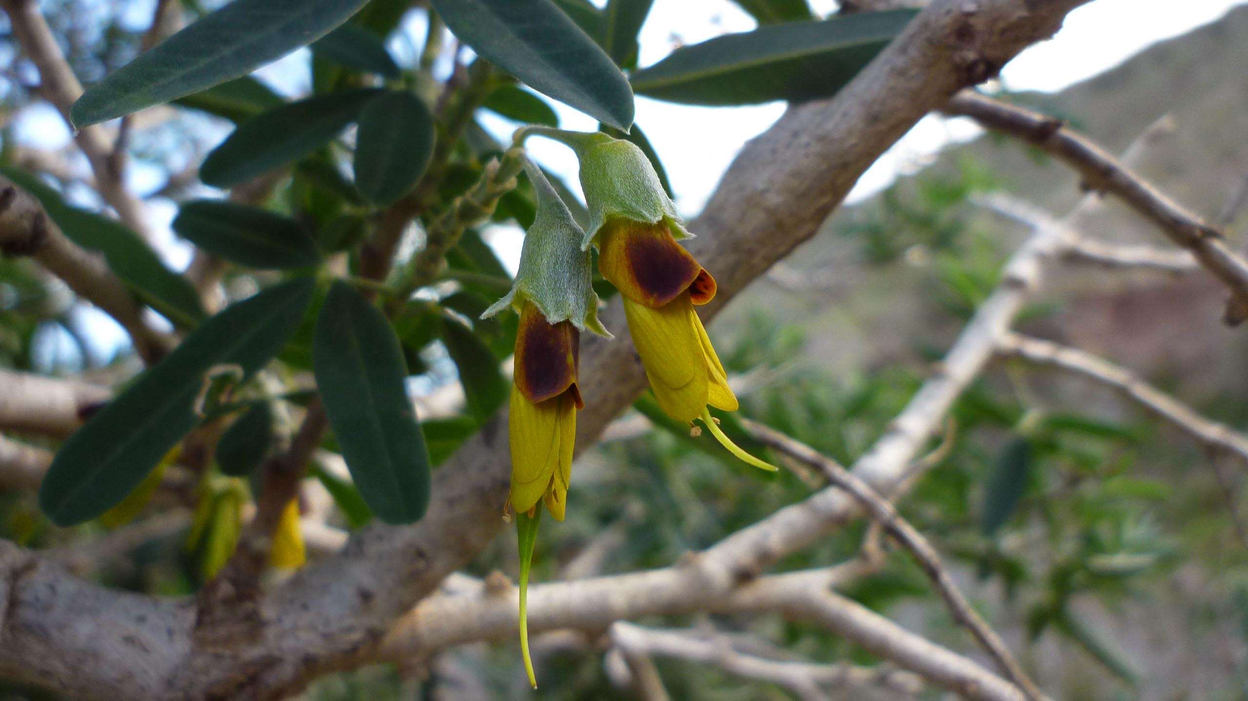 Image of Anagyris foetida L.