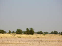 Image of Great Indian Bustard