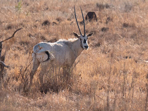 Image of Arabian Oryx