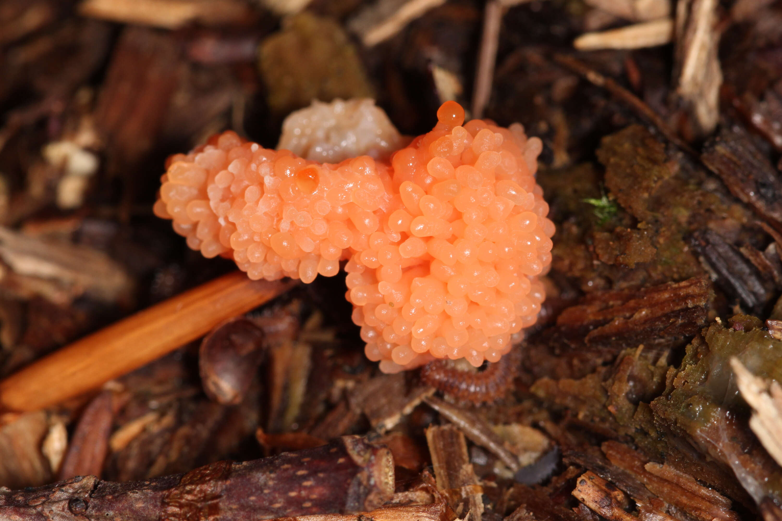 Image of Tubifera ferruginosa