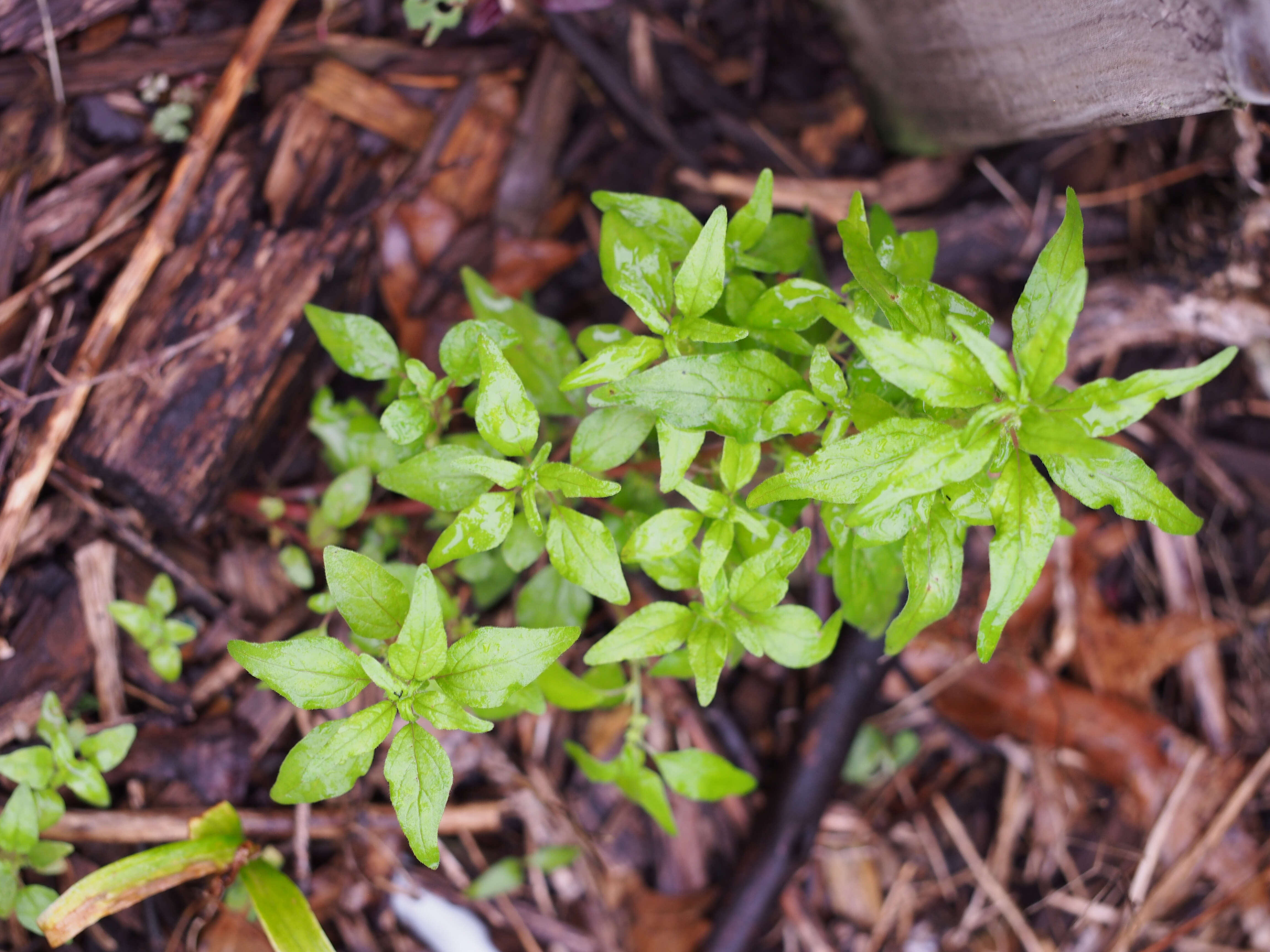 Image of Pennsylvania pellitory