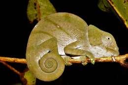 Image of Parson's Chameleon