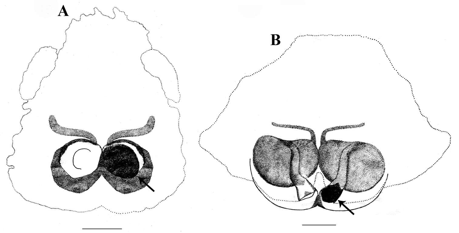 Image of Stenaelurillus lesserti Reimoser 1934