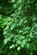 Image of Black Maple