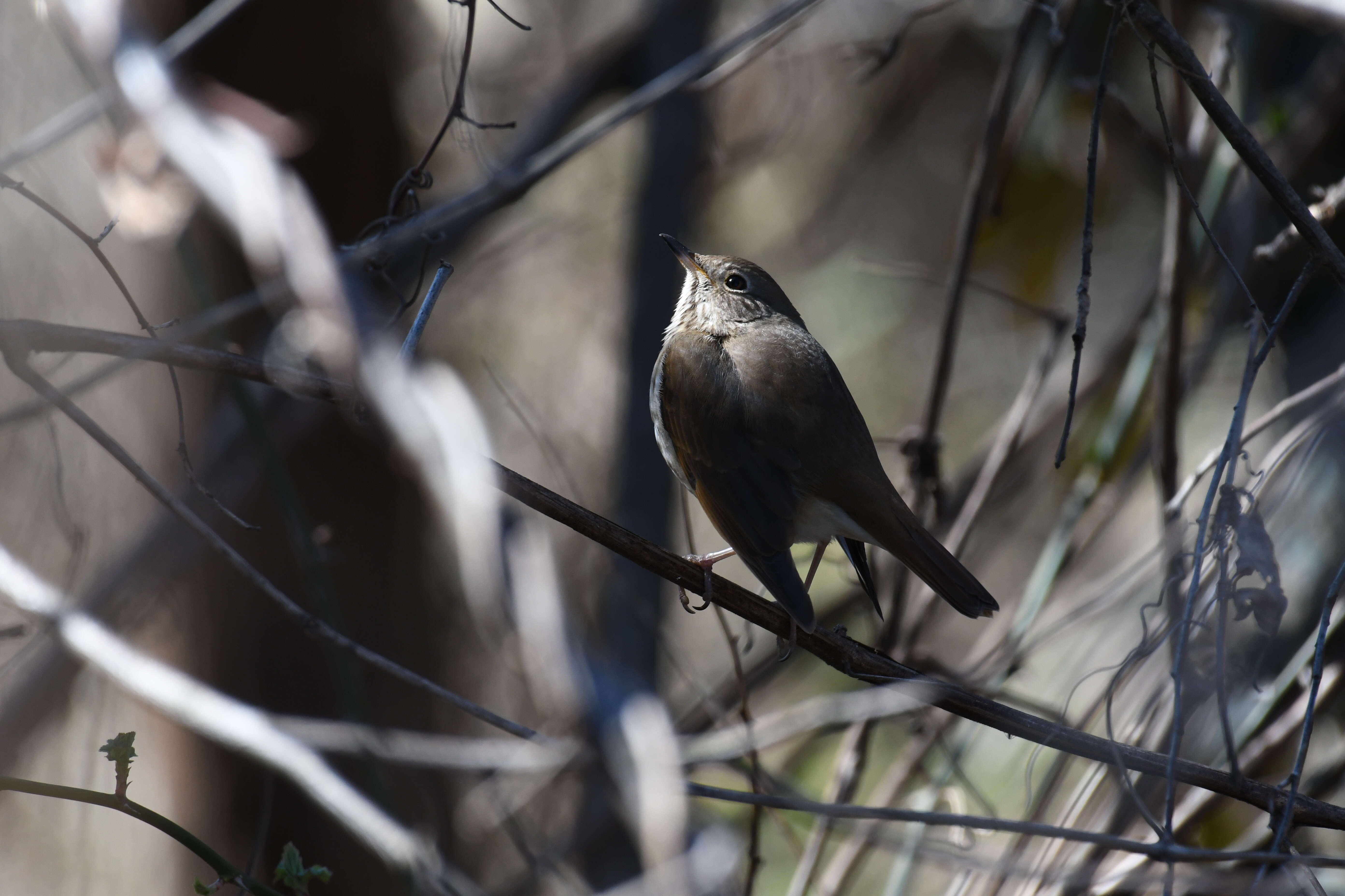 Image of Hermit Thrush