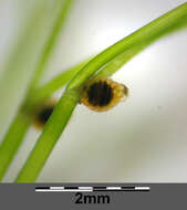 Image of Stonewort