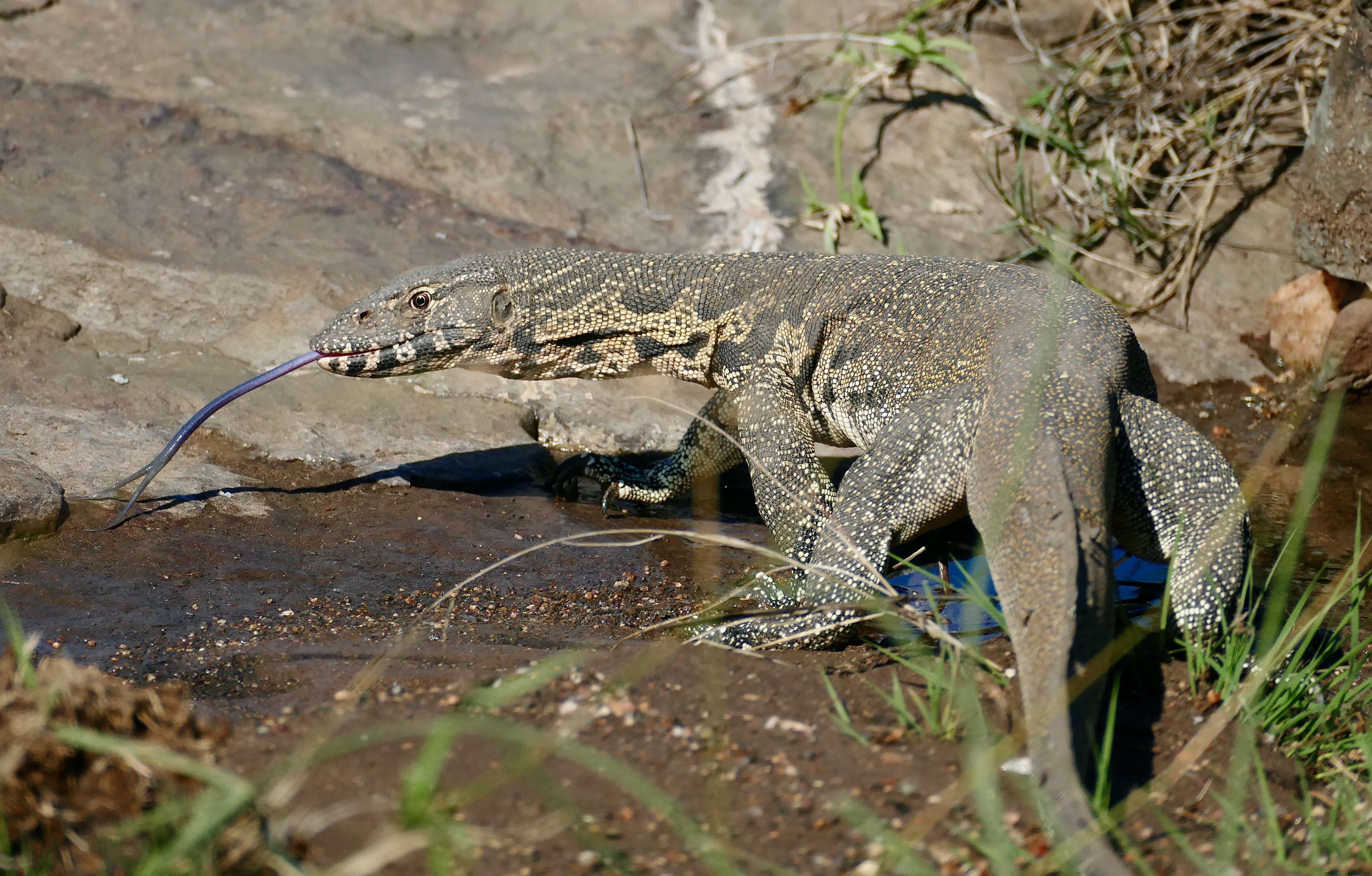 Image of Varanus niloticus