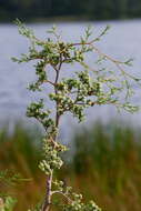 Image of Atlantic White Cedar