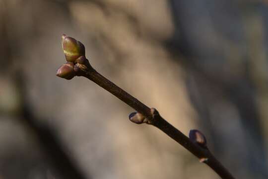 Image of Common Lilac