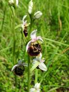 Image of Ophrys holosericea