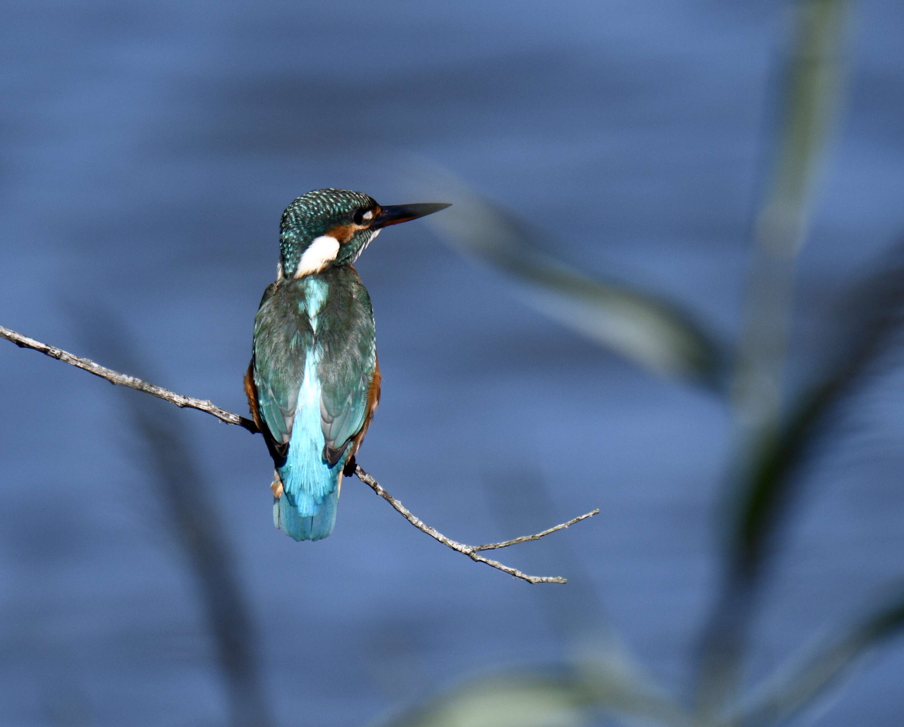 Image of Common Kingfisher