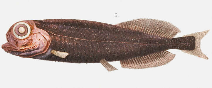 Image of Xenodermichthys