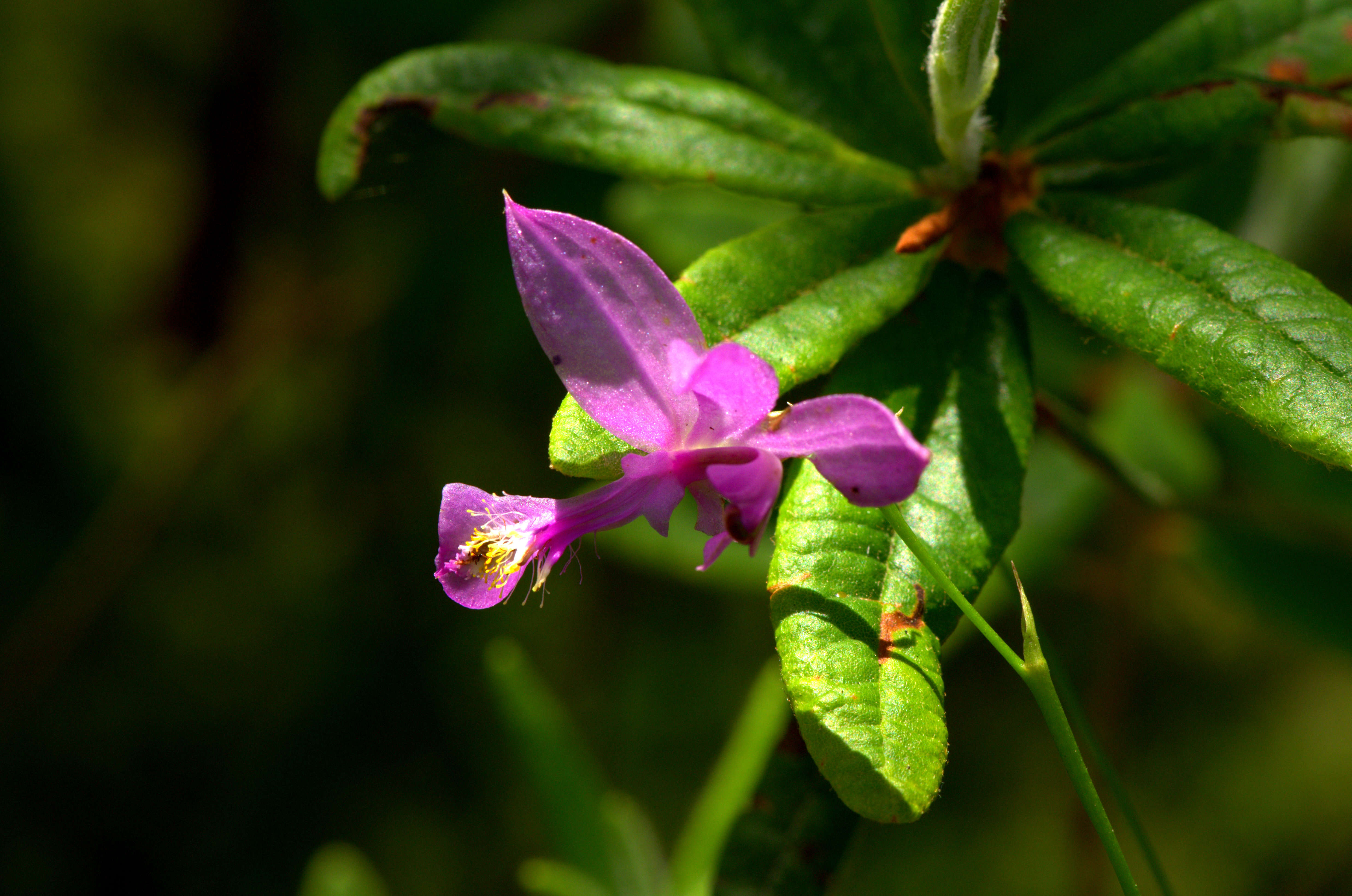 Image of tuberous grasspink