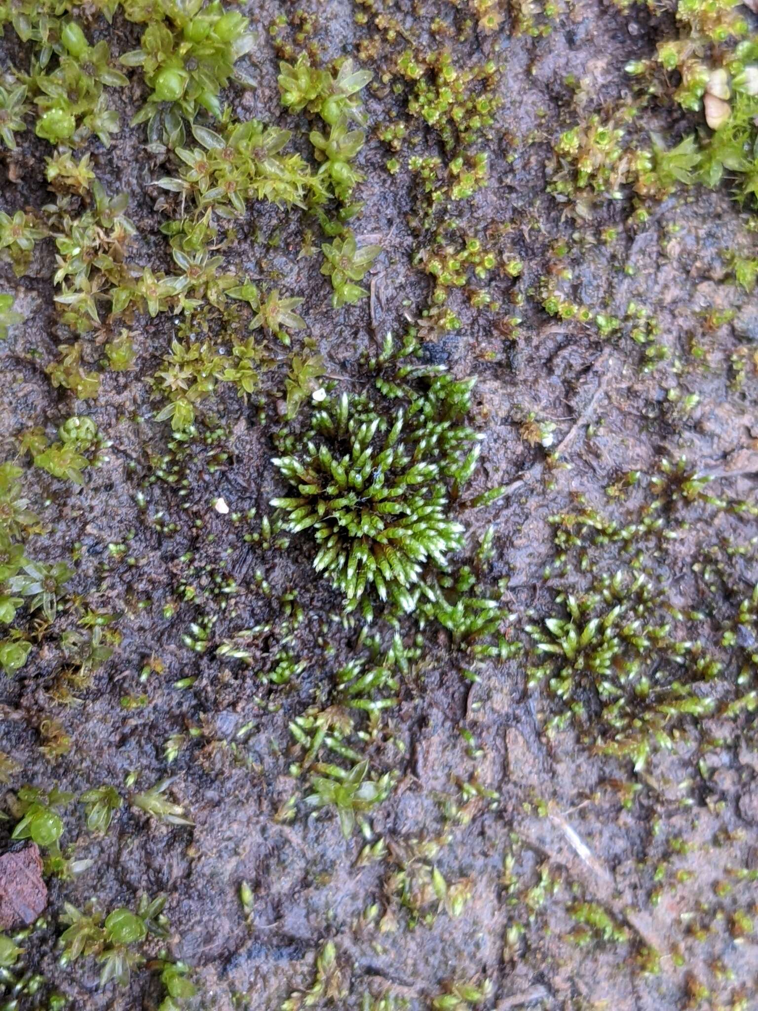 Image of silvergreen bryum moss