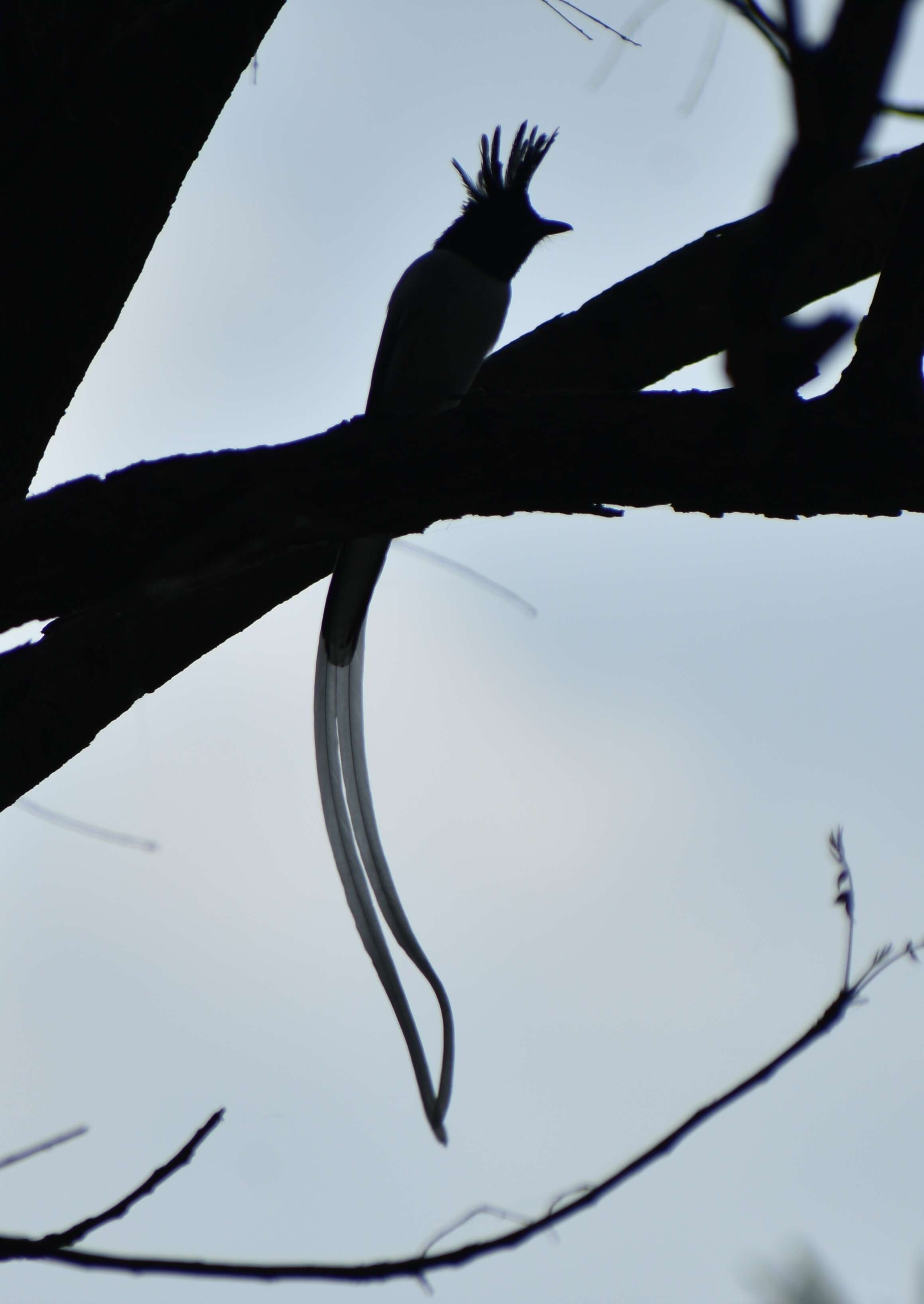 Image of Asian Paradise-Flycatcher