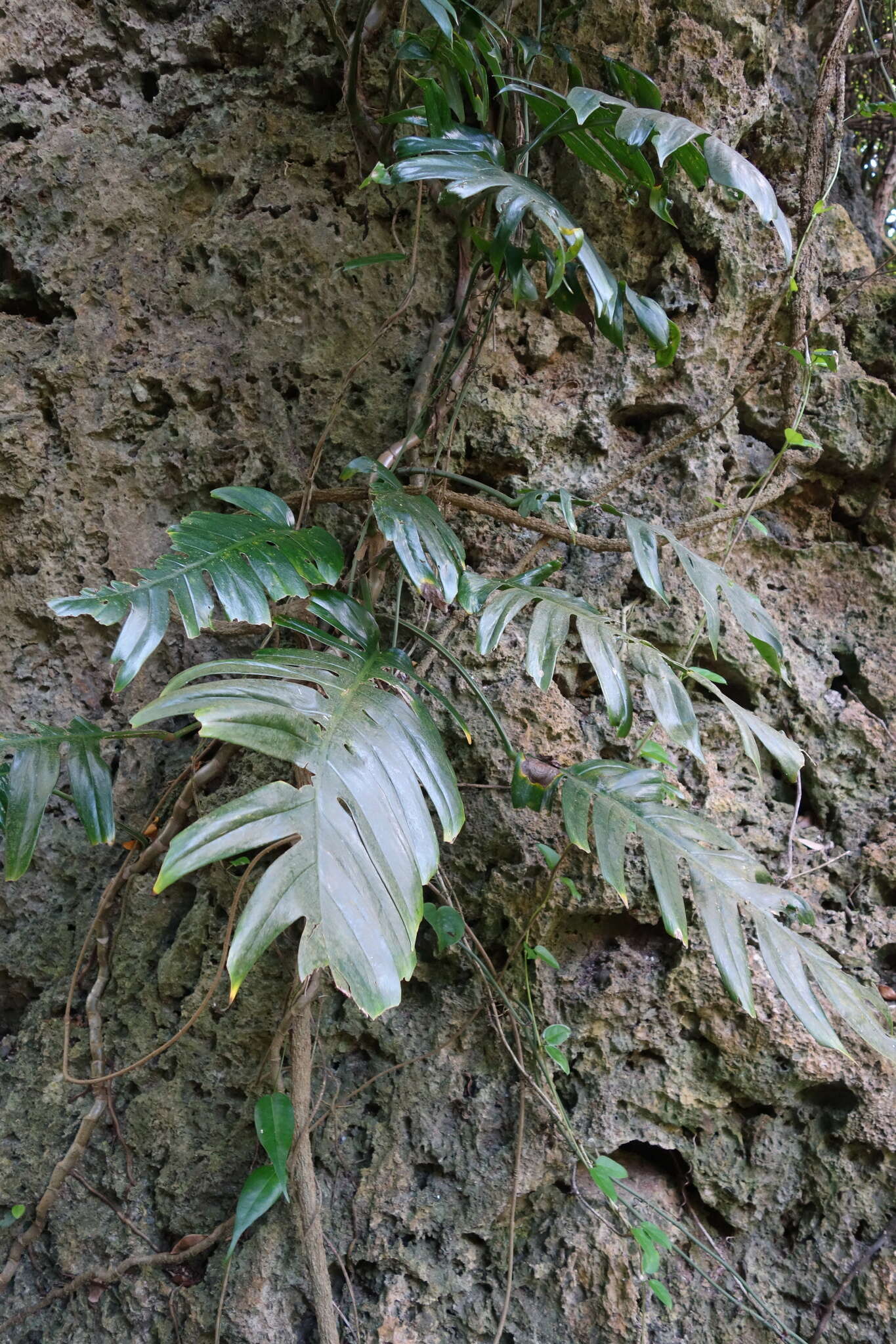 Image of centipede tongavine