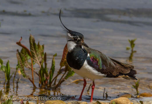 Image of Lapwing