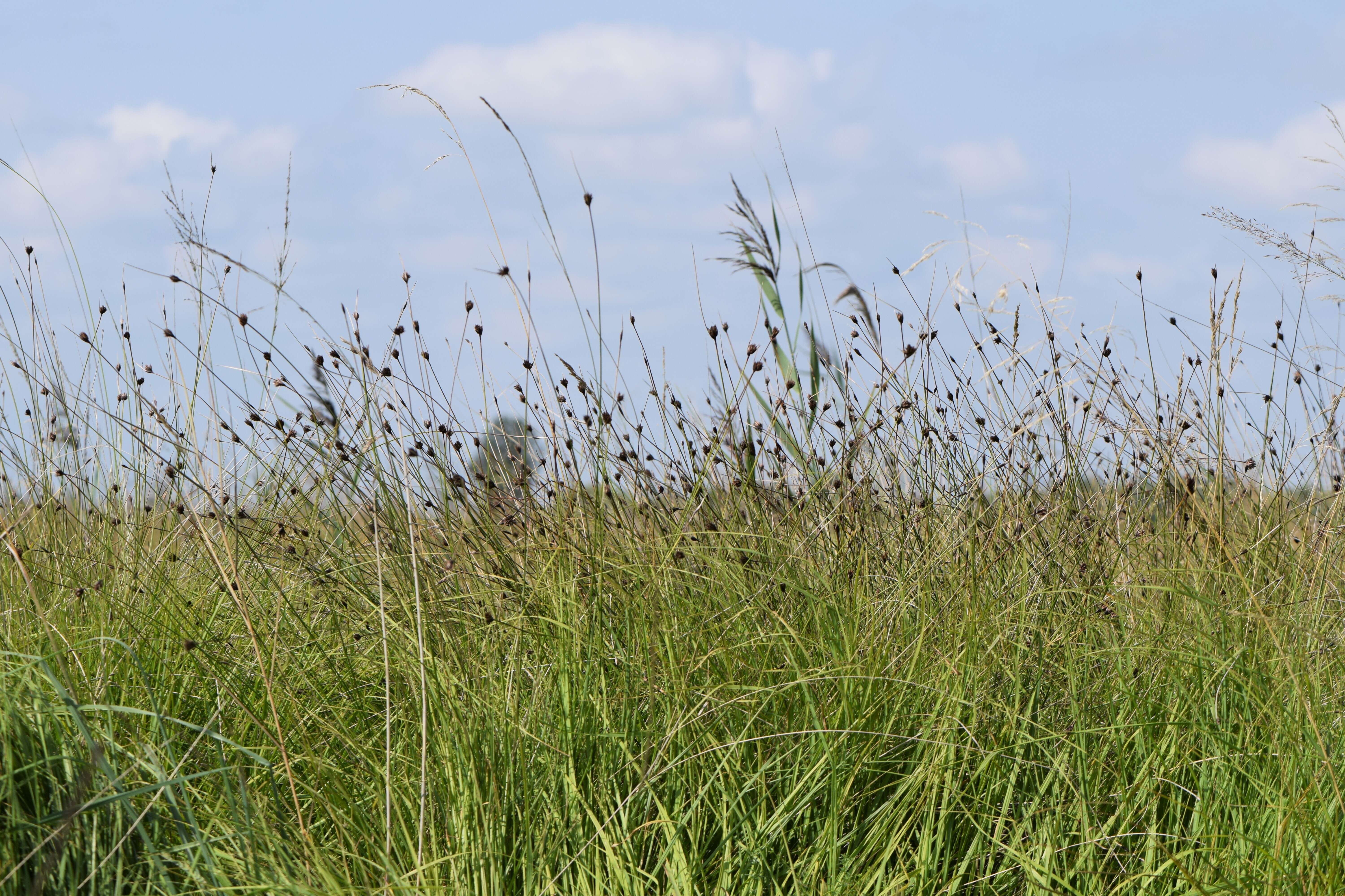 Image of Black Bog-rush