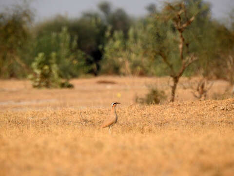 Image of Cream-colored Courser