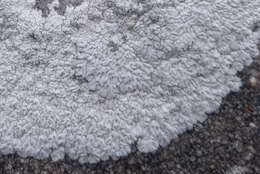 Image of diploicia lichen