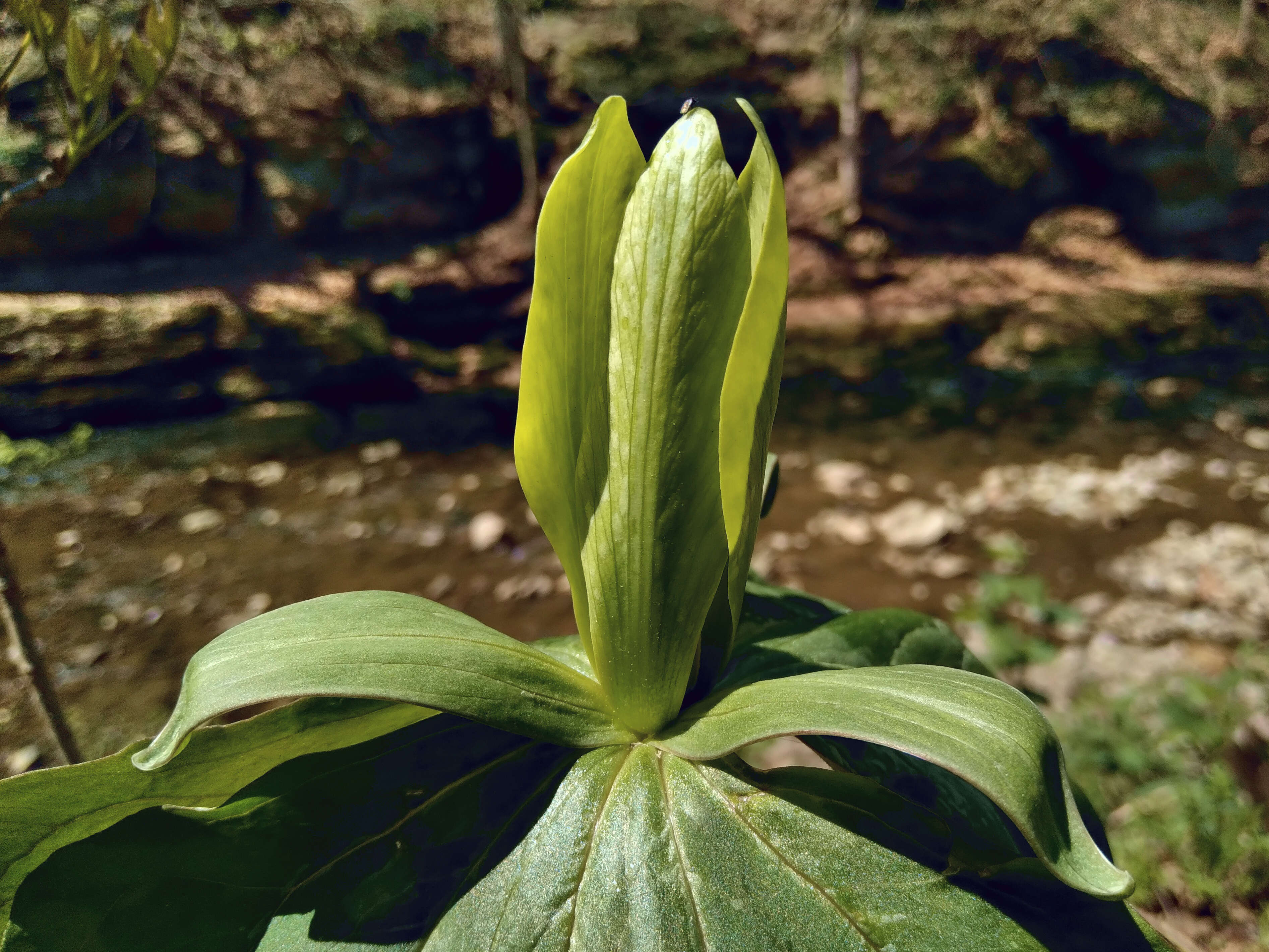 Imagem de Trillium sessile L.