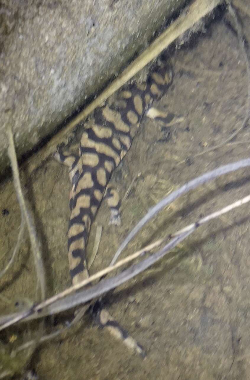 Image of Barred Tiger Salamander