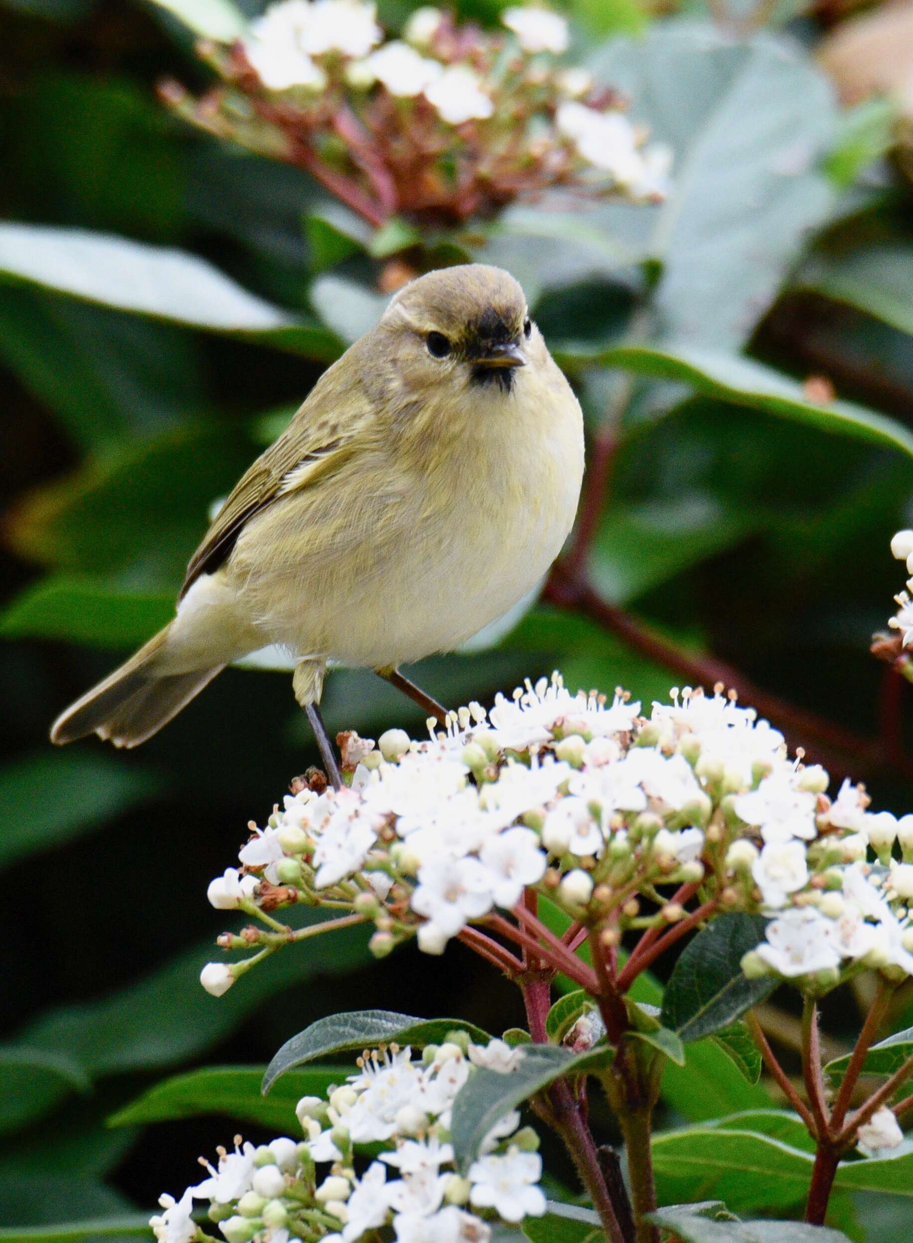 Image of Common Chiffchaff