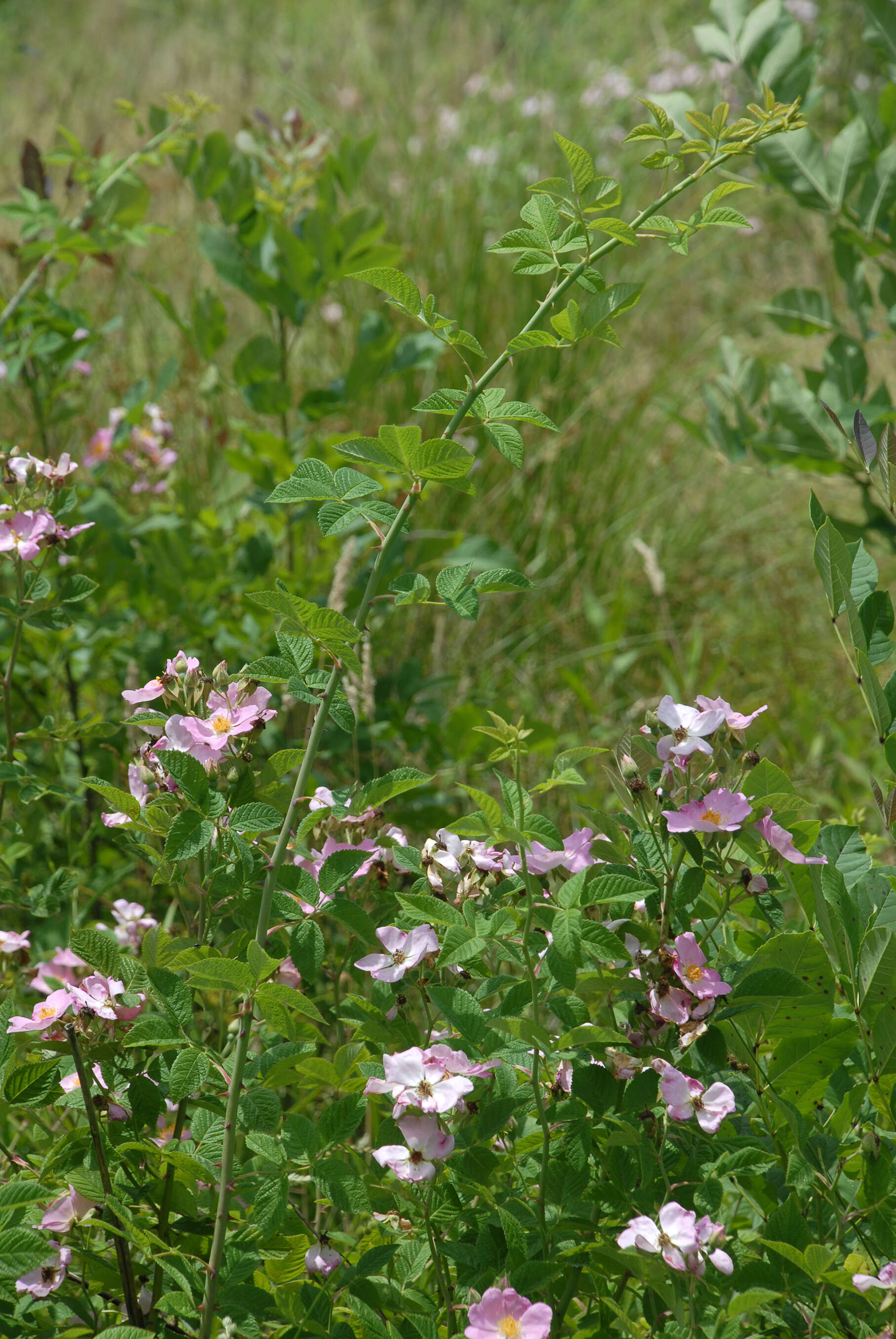 Image of climbing rose