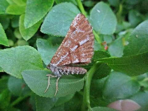 Bupalus resmi