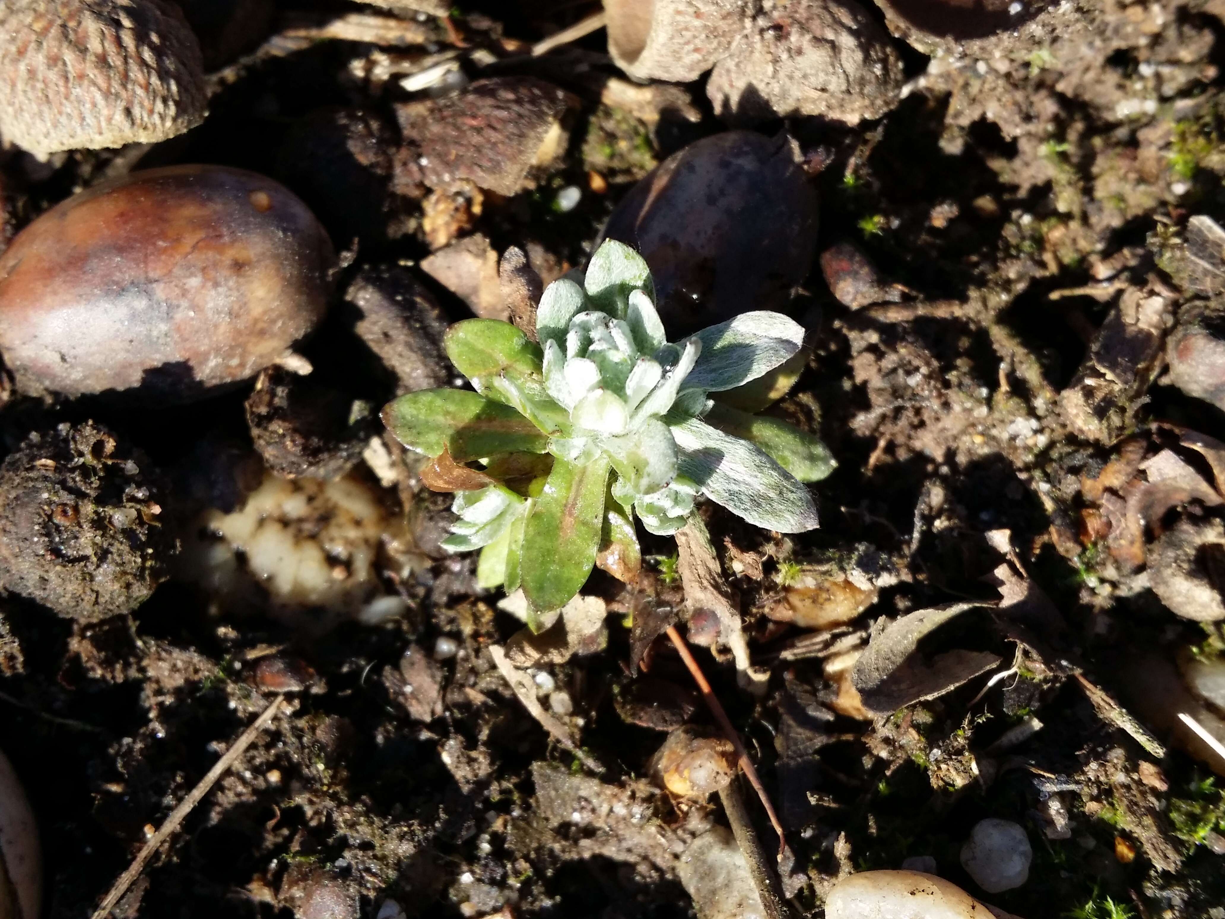 Image of field cudweed