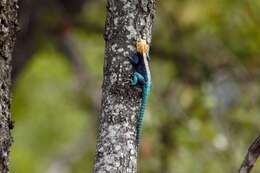 Image of Kirk's Rock Agama