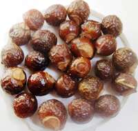 Image of soapberry