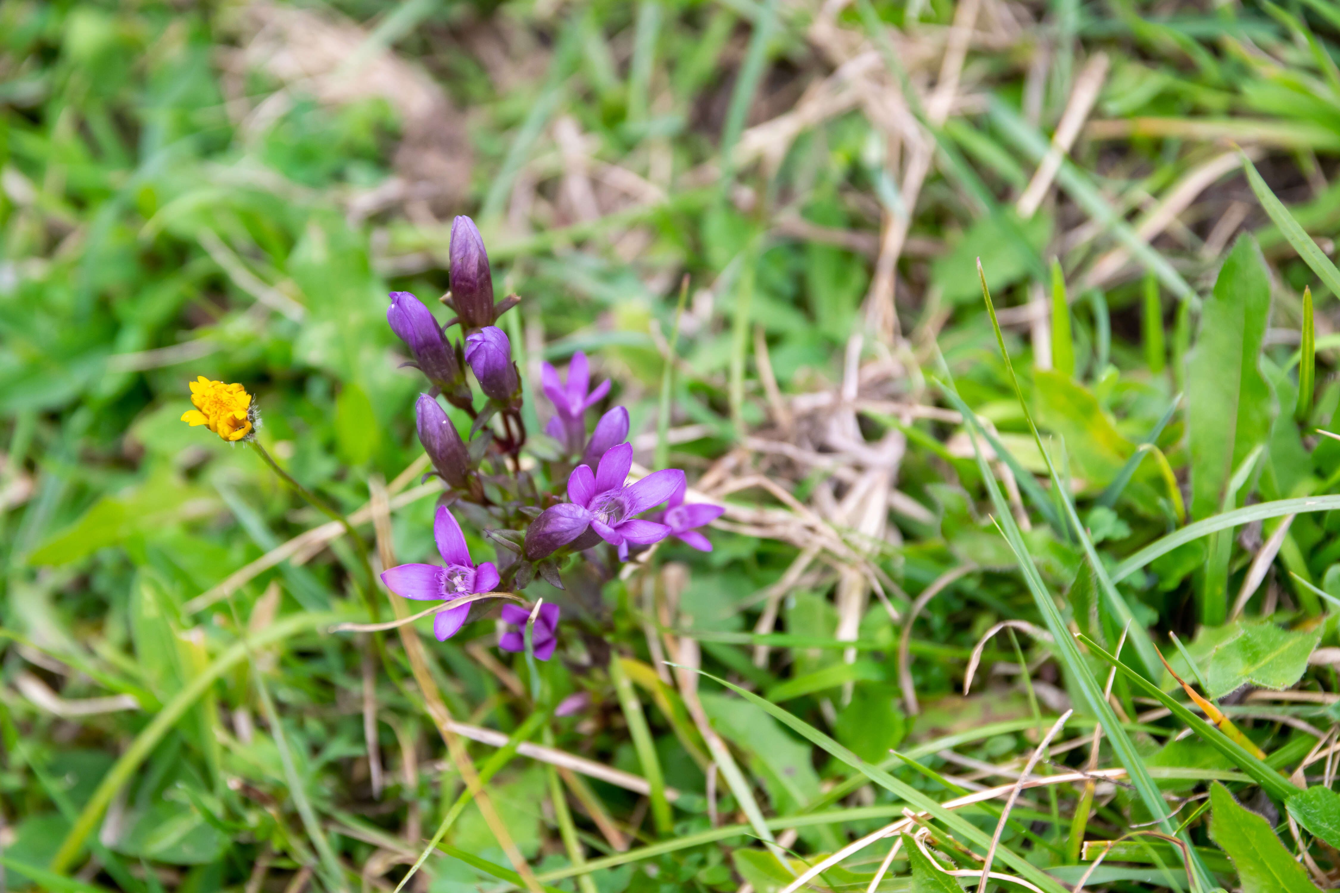 Image of chiltern gentian