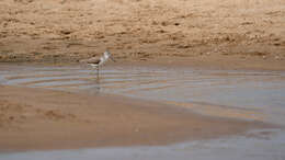 Image of Common Greenshank