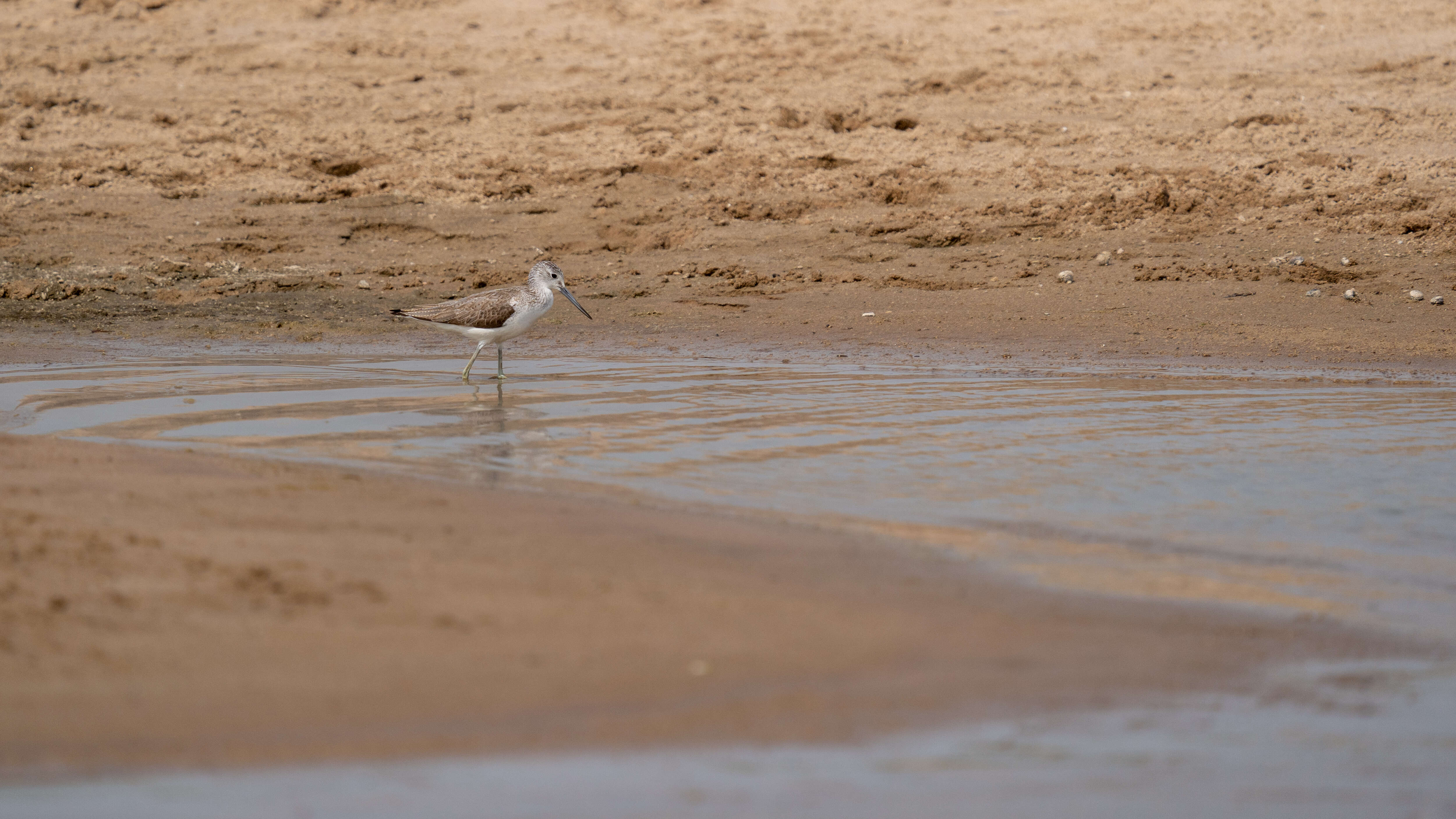 Image of Common Greenshank