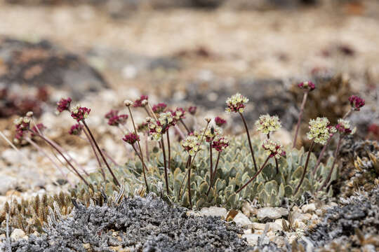 Imagem de Eriogonum ovalifolium Nutt.