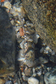 Image of Mediterranean Painted Goby