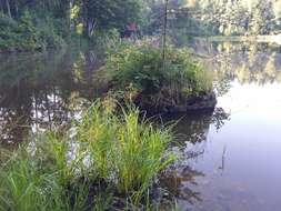 Image of Scirpus radicans Schkuhr