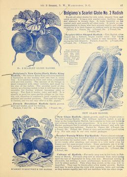 Image of cultivated radish