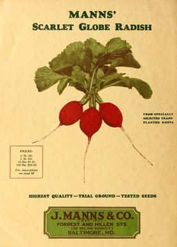 Image of cultivated radish