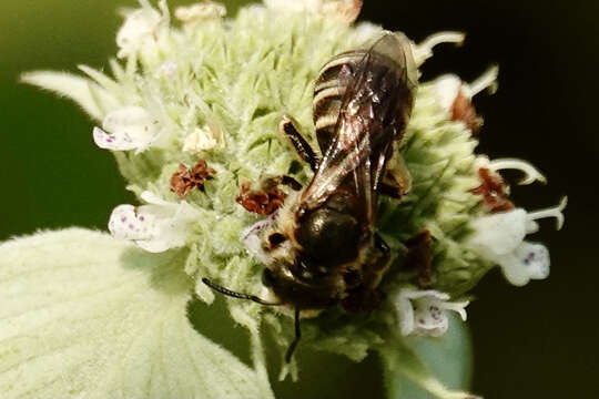 Image of Halictus confusus Smith 1853