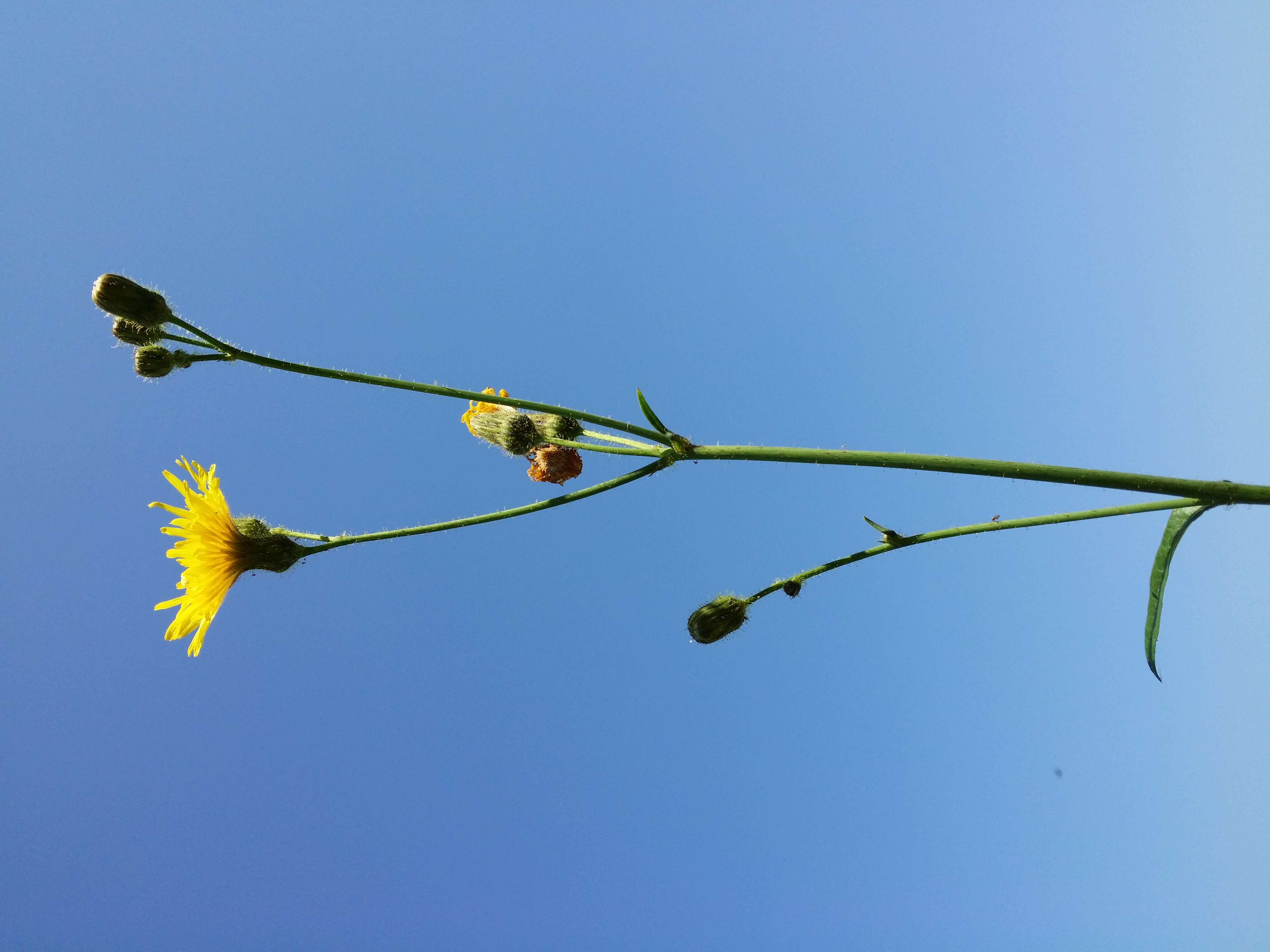 Plancia ëd Sonchus arvensis L.