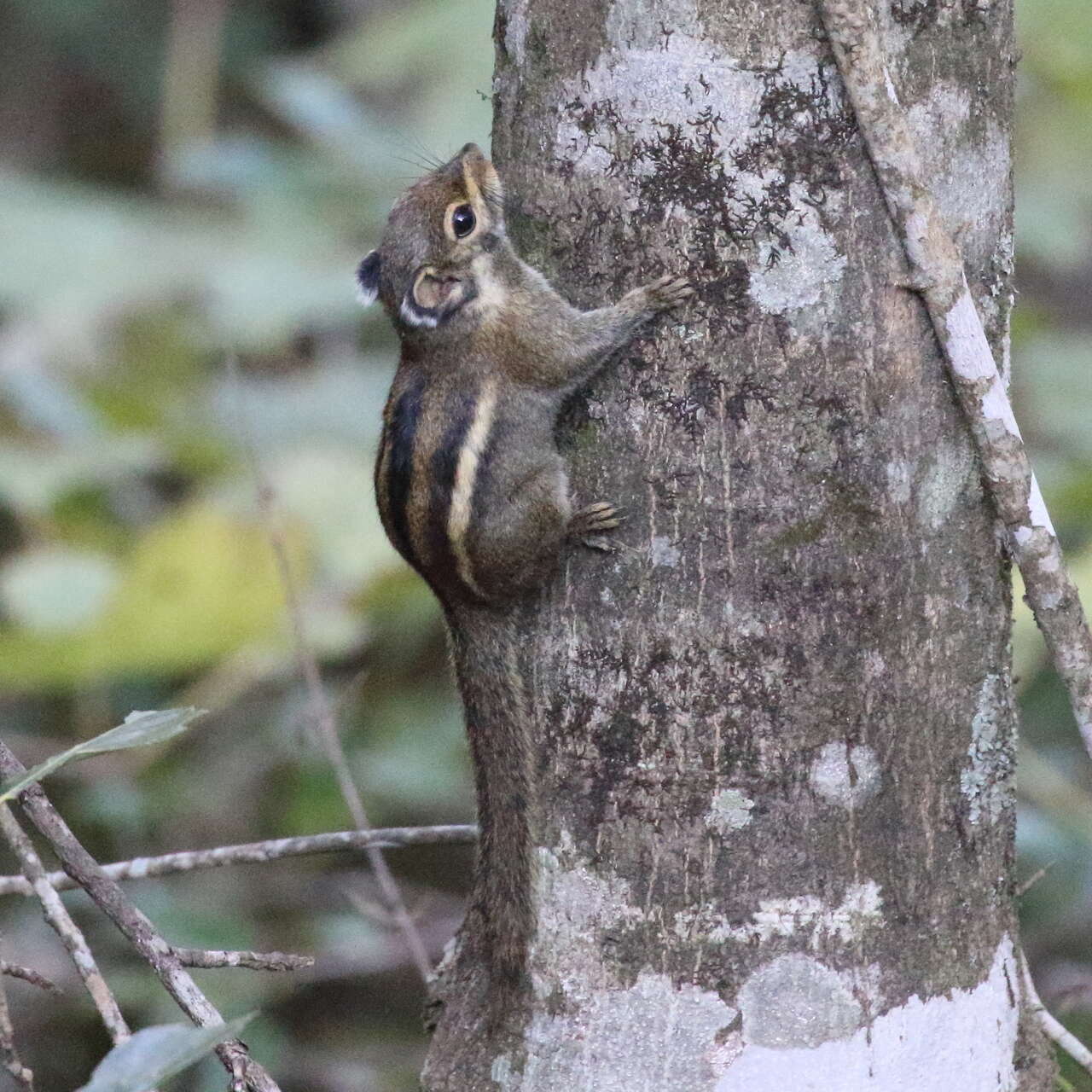Image of Maritime Striped Squirrel