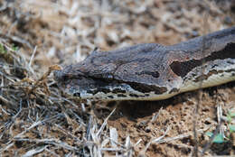 Image of Dumeril's Boa